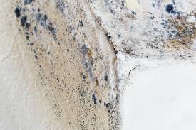 Best Environmental Consulting for Mold Prevention  in Iceville, AL